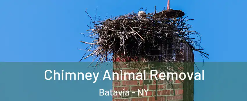  Chimney Animal Removal Batavia - NY