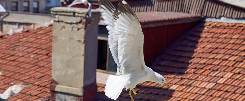 Residential Chimney Animal Removal Solution in Batavia, NY