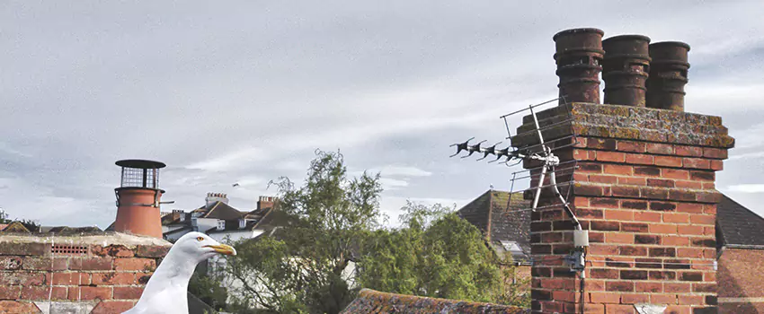 Chimney Cleaning And Restoration in Batavia, New York